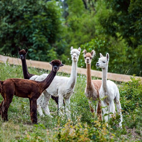 Hohenkogl Alpakas | © Simages Photography