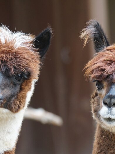 Alpakas-Incentive | © Pixabay