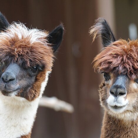 Alpakas-Incentive | © Pixabay | © Pixabay