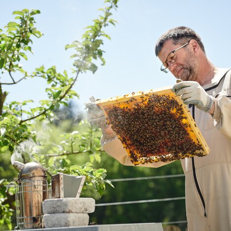 Pössnitzberg Bienen | © KOENIGSHOFER MICHAEL | MICHAEL_KOENIGSHOFER