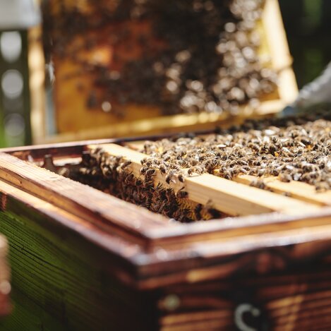 Pössnitzberg Bienen  | © KOENIGSHOFER MICHAEL | MICHAEL_KOENIGSHOFER