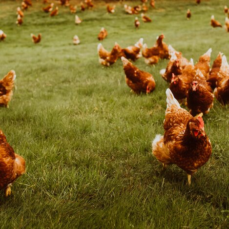 © IMLAUER Hotel Schloss Pichlarn  | Richard Schabetsberger | © © IMLAUER Hotel Schloss Pichlarn 