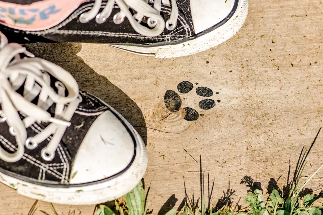 PackageDen Wildtieren auf der Spur - Naturwelten Steiermark