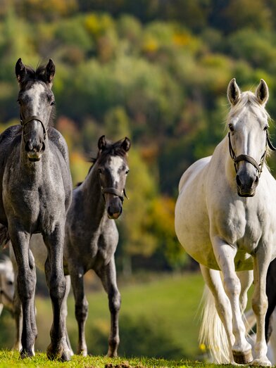 Lipizzaner im Herbst | © Spanische Hofreitschule - Lipizzanergestüt Piber | Rene van Bakel