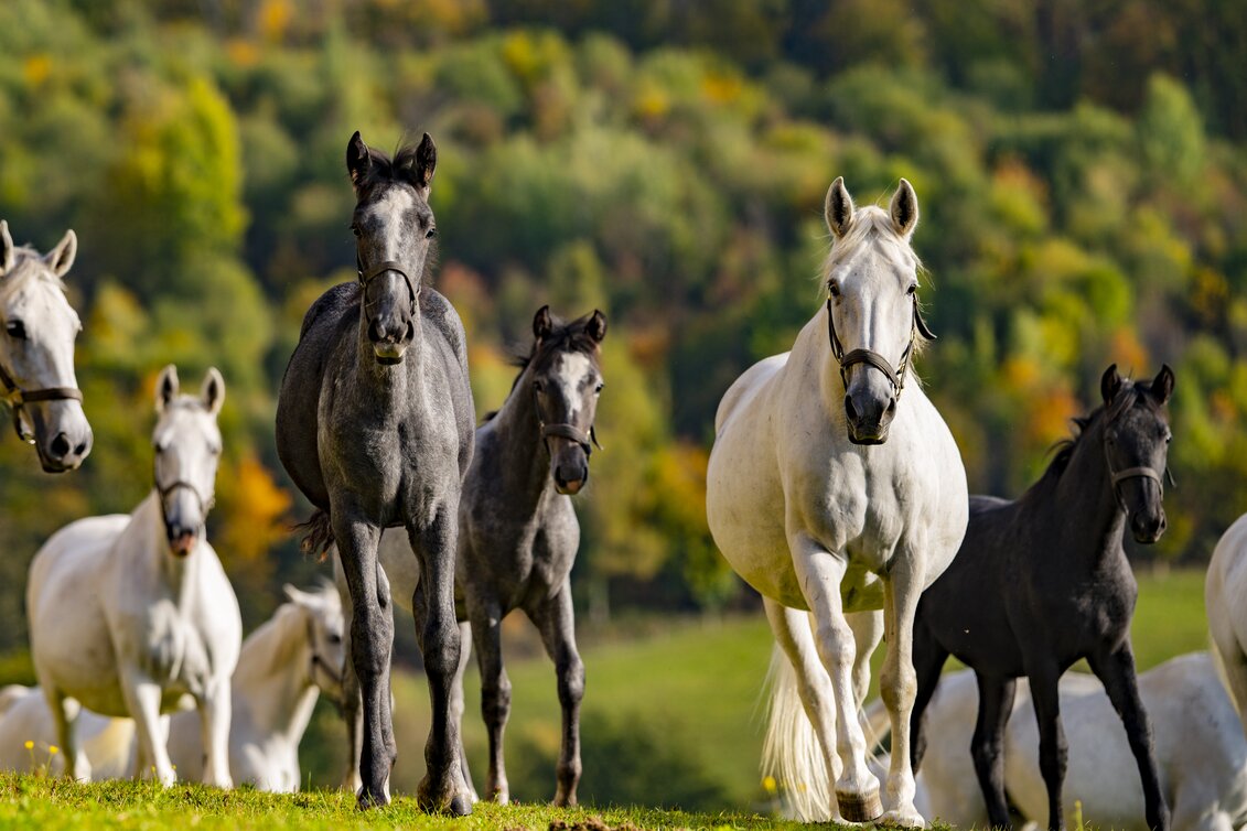 PIBER HERBST 2021 | © Spanische Hofreitschule - Lipizzanergestüt Piber | Rene van Bakel