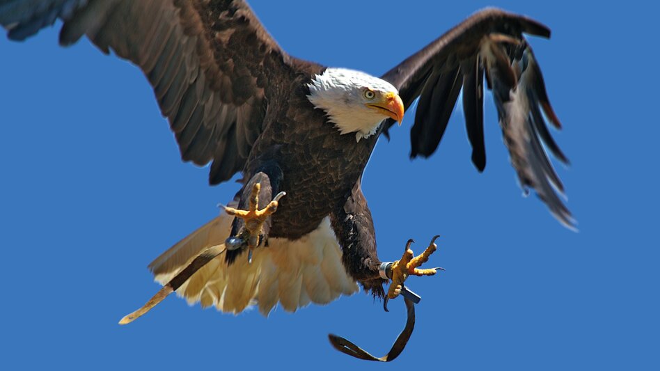 Greifvogelwarte Riegersburg | © Greifvogelwarte Riegersburg