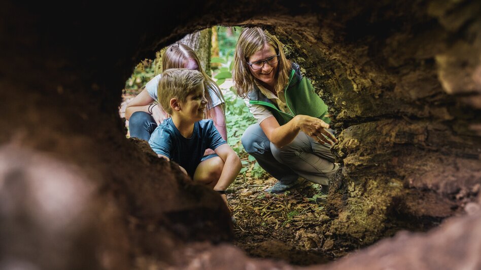 Junge bei Führung durch einen Baumstamm blickend