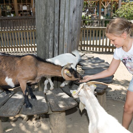 Beim Ziegefüttern | © Tierwelt Herberstein | Harry Schiffer | © Tierwelt Herberstein