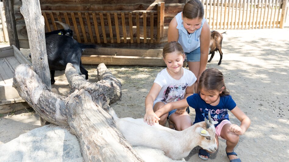 Kinder im Streichelzoo