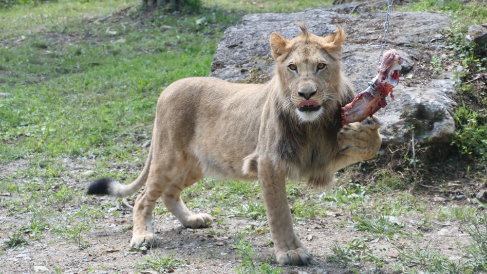 Löwe bei der Fütterung