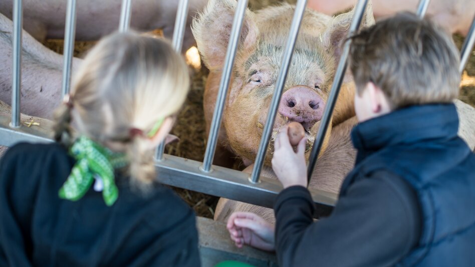 Kinder beim Schweinefüttern