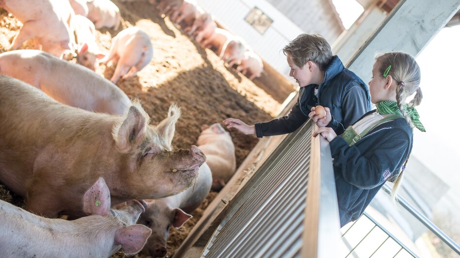 Kinder beim Schweinestreicheln