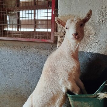 Neugierige Ziege | © Young Styria