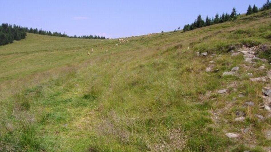 Trailrunning Kainacher Bergmarathon: Laufstrecke Marathon - Touren-Impression #2.7 | © TUS-Kainach