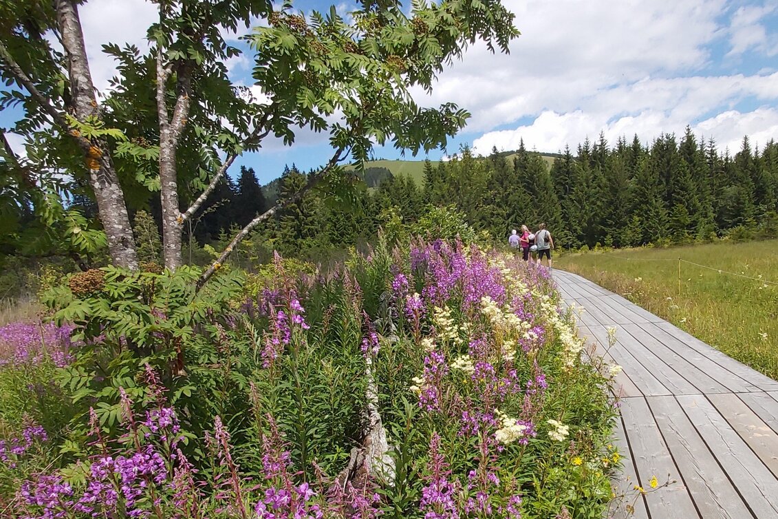 Hiking route Moor nature trail, Teichalm - Touren-Impression #1 | © Oststeiermark Tourismus