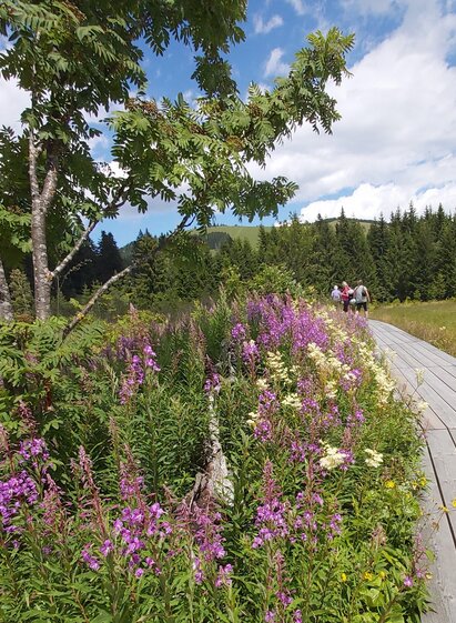 Moorlehrpfad, Steig | © Oststeiermark Tourismus | Christine Pollhammer | © Oststeiermark Tourismus