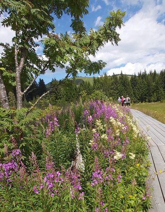 Moorlehrpfad, Steig | Christine Pollhammer | © Oststeiermark Tourismus