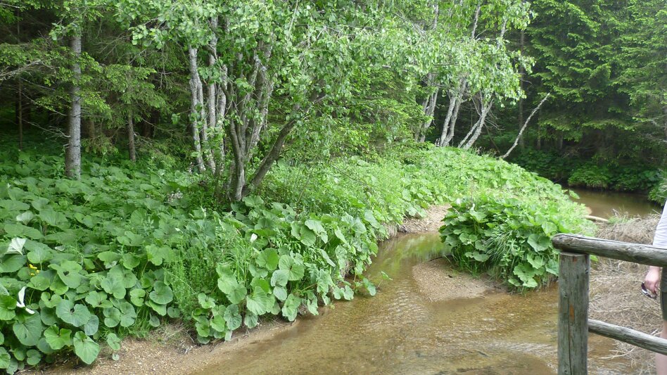 Hiking route Moor nature trail, Teichalm - Touren-Impression #2.4 | © Oststeiermark Tourismus