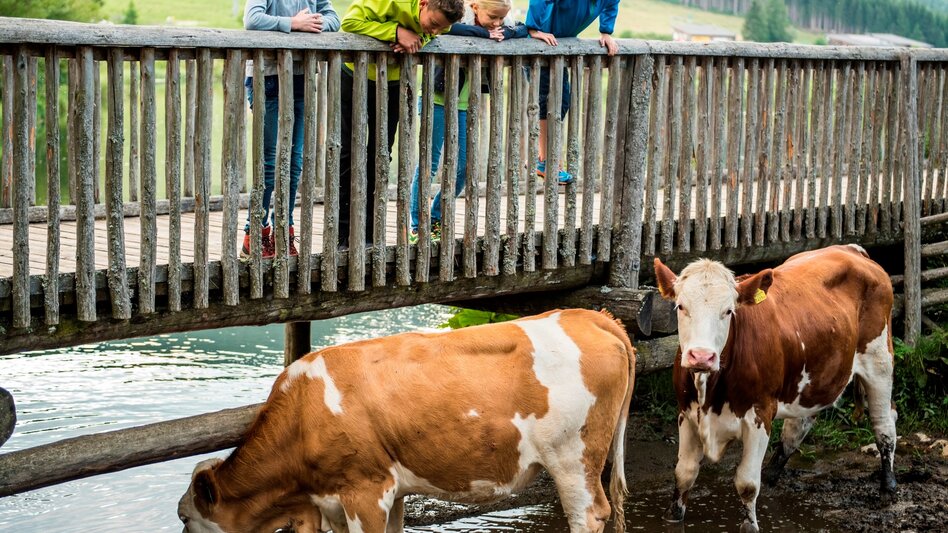 Hiking route Moor nature trail, Teichalm - Touren-Impression #2.9 | © Oststeiermark Tourismus