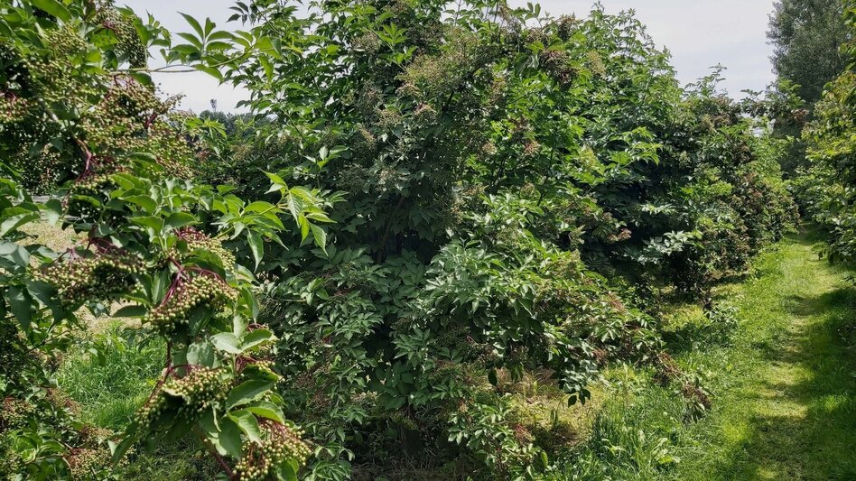 Hiking route Grubbründlweg, Anger near Weiz - Touren-Impression #2.3 | © Oststeiermark Tourismus