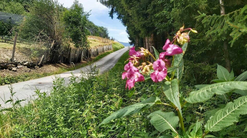 Hiking route Grubbründlweg, Anger near Weiz - Touren-Impression #2.5 | © Oststeiermark Tourismus