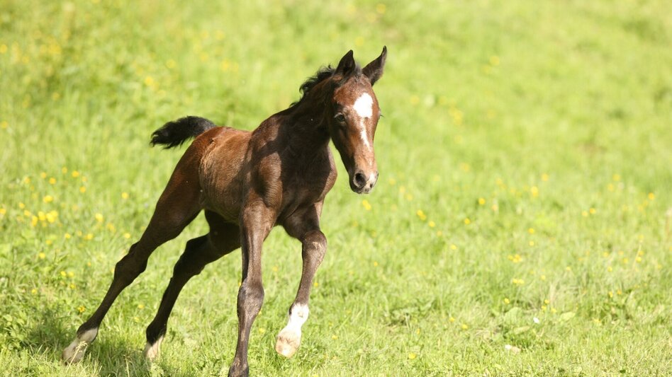 Bike Riding Kleine Gestütstour: Auf den Spuren der Lipizzaner - Touren-Impression #2.6 | © Region Graz