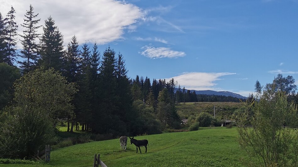 Nordic Walking Obersdorf circular hiking trail - Nordic Walking - Touren-Impression #2.2