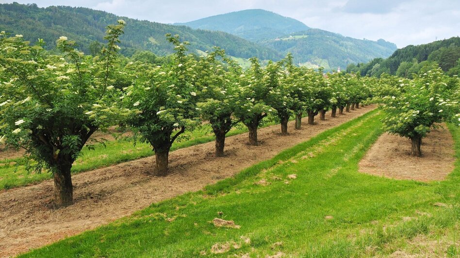 Hiking route Külml round castle, Anger near Weiz - Touren-Impression #2.3 | © Oststeiermark Tourismus