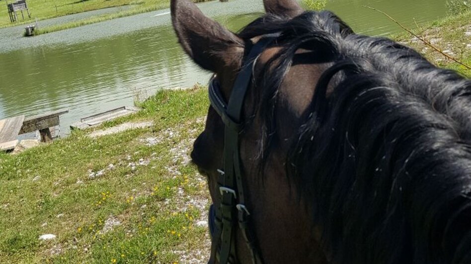 Reiten Reitweg Bad Aussee - Radling - Bad Mitterndorf - Touren-Impression #2.2 | © TVB Ausseerland - Salzkammergut/K. Ceipek