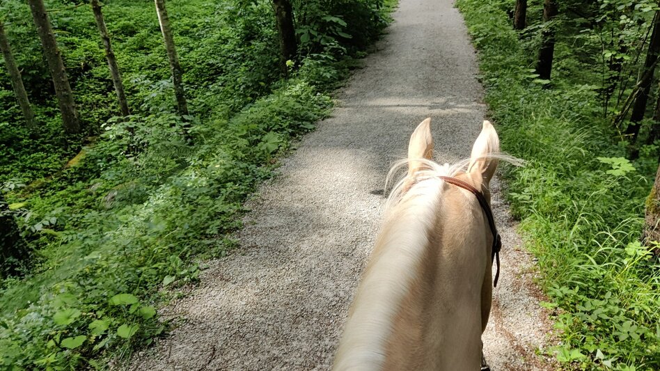 Reiten Reitweg von St. Agatha nach Altaussee - Touren-Impression #2.1 | © Tourismusverband Ausseerland Salzkammergut