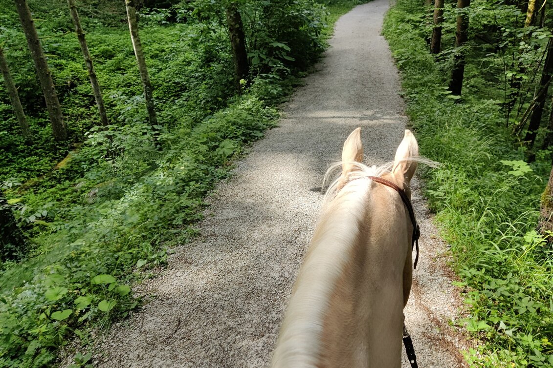 Reiten Reitweg von St. Agatha nach Altaussee - Touren-Impression #1 | © Tourismusverband Ausseerland Salzkammergut