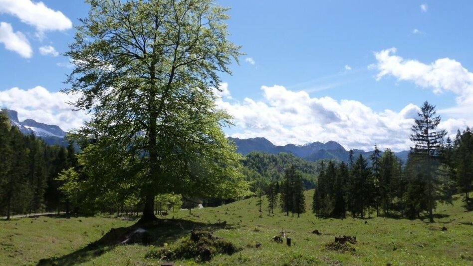 Mountain Biking Mountain Bike Wildalpen / Connoisseur Route Krumpen-Abbrenn - Touren-Impression #2.2 | © Tourismusverband Wildalpen
