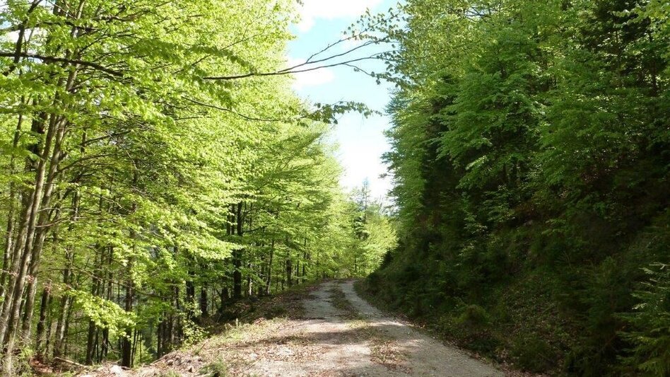Mountain Biking Mountain Bike Wildalpen / Connoisseur Route Krumpen-Abbrenn - Touren-Impression #2.4 | © Tourismusverband Wildalpen
