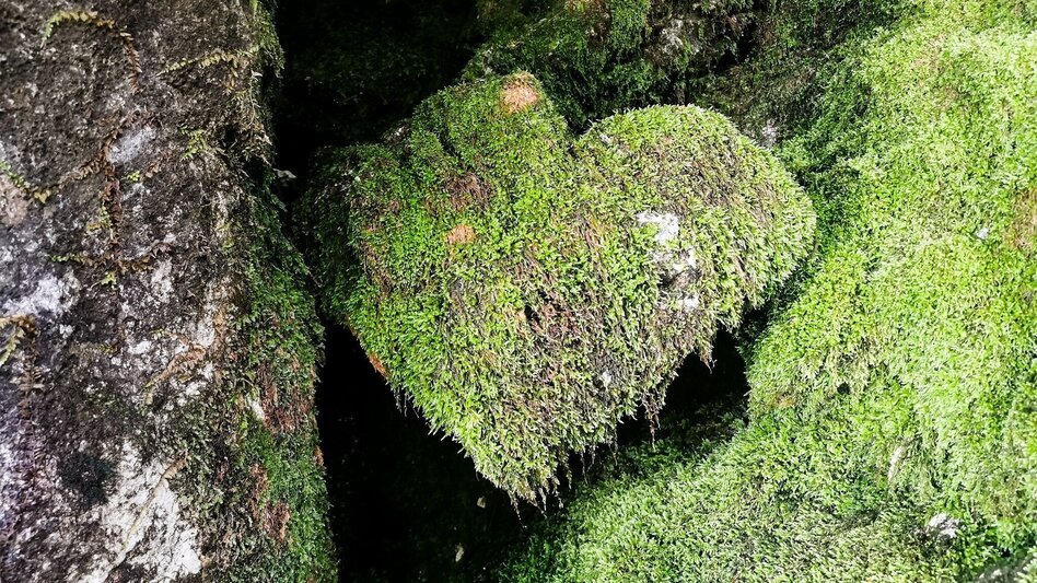 Hiking route Hike to the Zimitzalm - Touren-Impression #2.2 | © Ausseerland