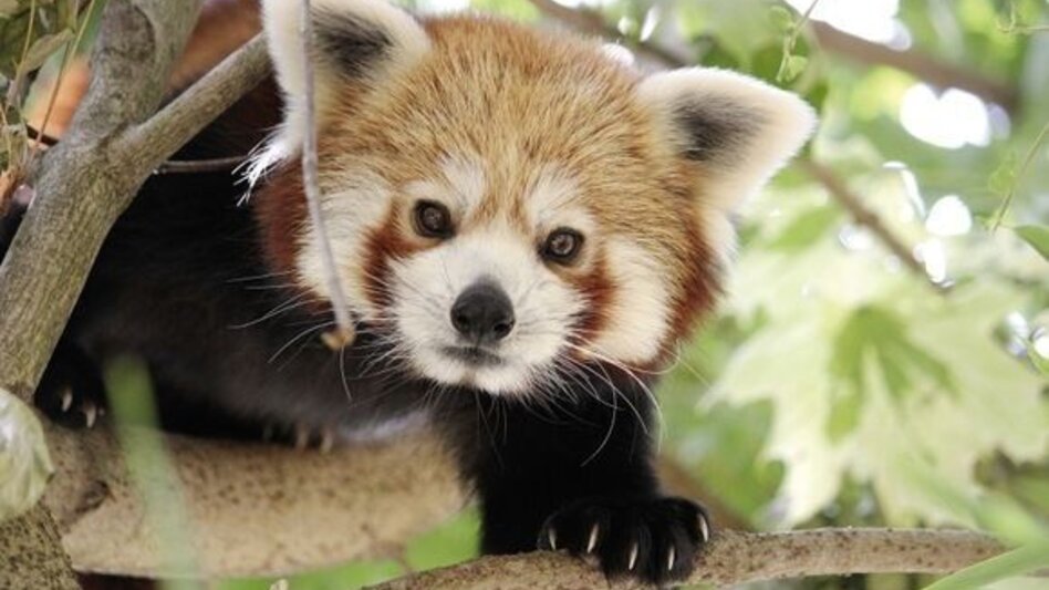Wanderung Herbersteinweg, Stubenberg - Touren-Impression #2.4 | © Oststeiermark Tourismus
