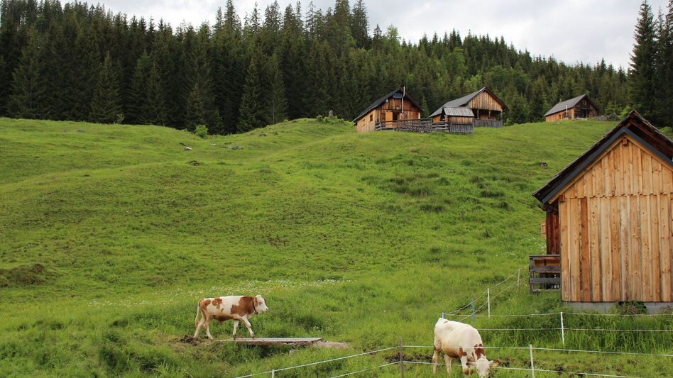 Mountain Biking S432 Salza round - Touren-Impression #2.2 | © TVB Ausseerland Salzkammergut_(c) Viola Lechner