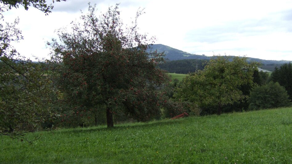 Wanderung Lex- Michlhof- Runde - Touren-Impression #2.1 | © Oststeiermark Tourismus