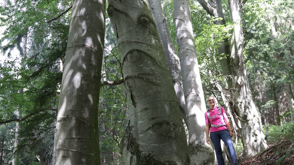 Wanderung Buchkogel- Höhenweg, Stubenberg - Touren-Impression #2.5 | © Oststeiermark Tourismus