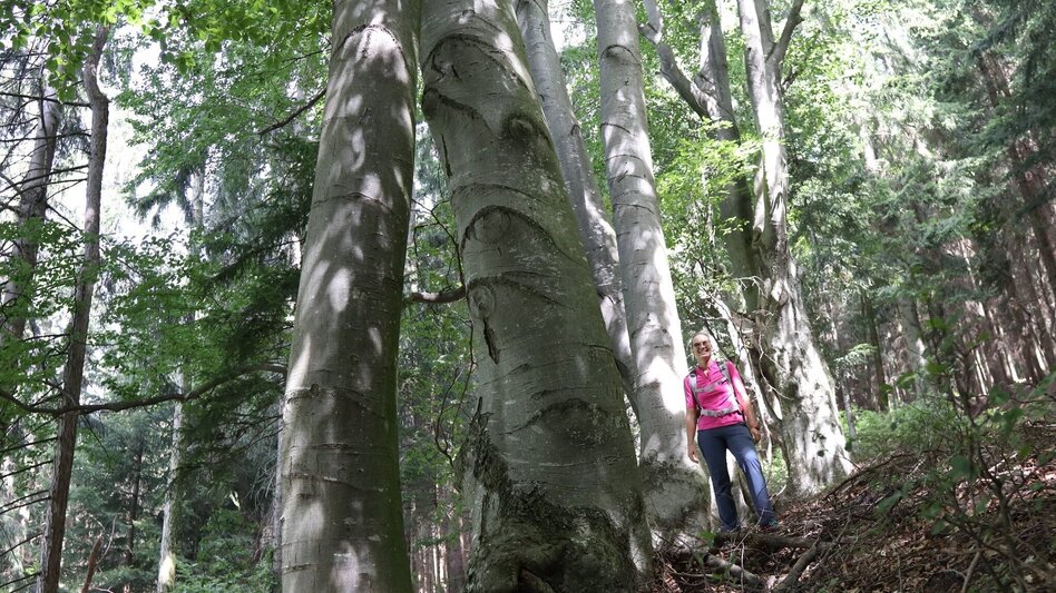Wanderung Buchkogel-Runde, Stubenberg - Touren-Impression #2.4 | © Oststeiermark Tourismus