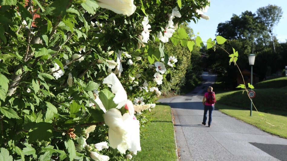 Wanderung Buchkogel-Runde, Stubenberg - Touren-Impression #2.1 | © Oststeiermark Tourismus