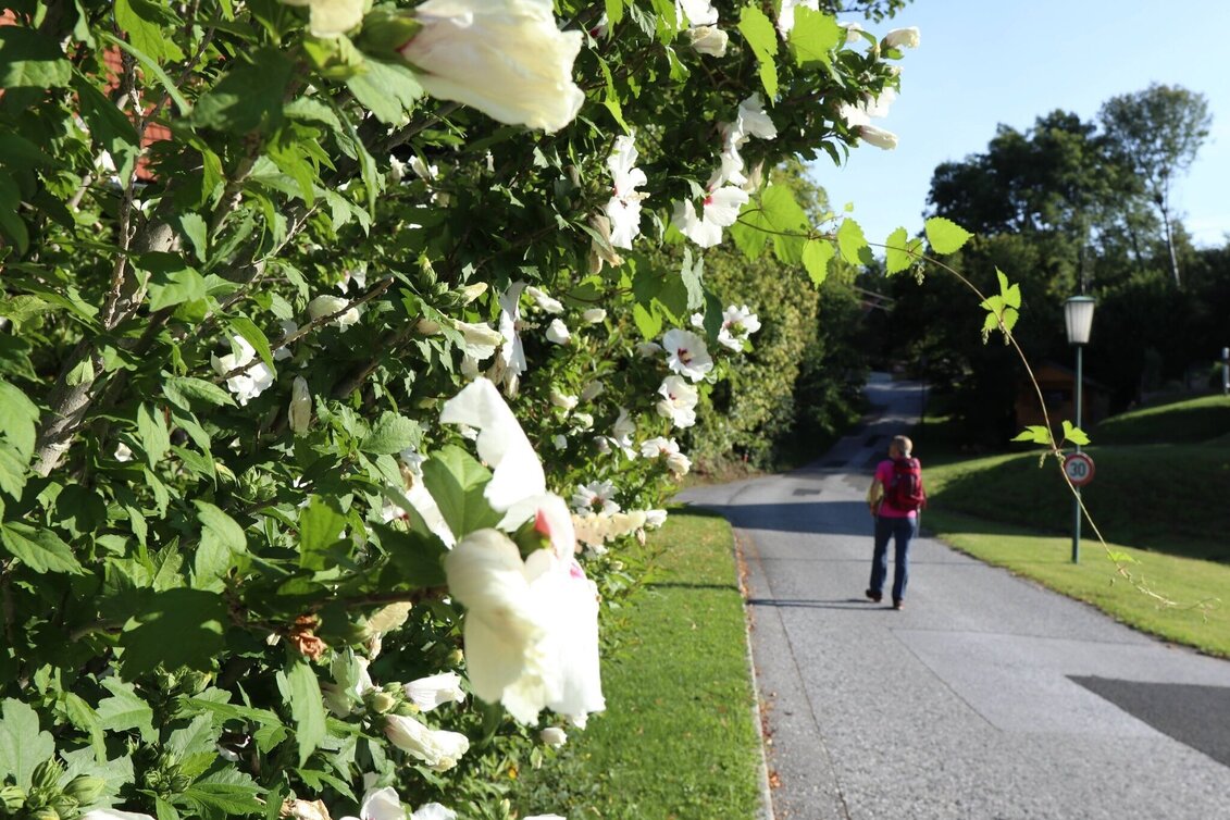 Wanderung Buchkogel-Runde, Stubenberg - Touren-Impression #1 | © Oststeiermark Tourismus