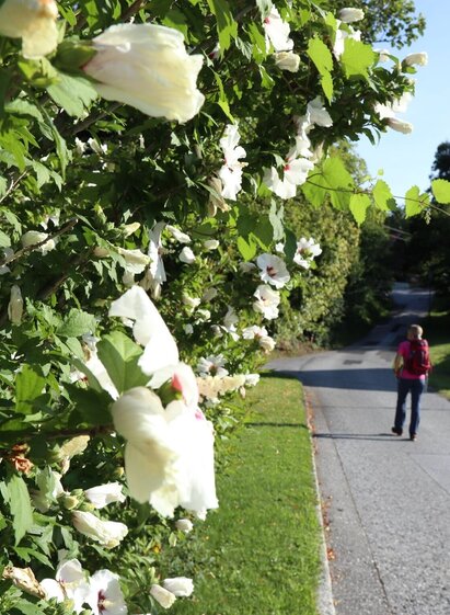 Blumen begleiten uns am Weg | © Oststeiermark Tourismus |  (c) WEGES | © Oststeiermark Tourismus