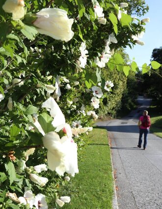 Blumen begleiten uns am Weg |  (c) WEGES | © Oststeiermark Tourismus