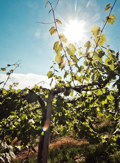 Hike through the vineyards | © TVB/Südsteiermark/Lupi Spuma | Lupi Spuma | © TVB/Südsteiermark/Lupi Spuma