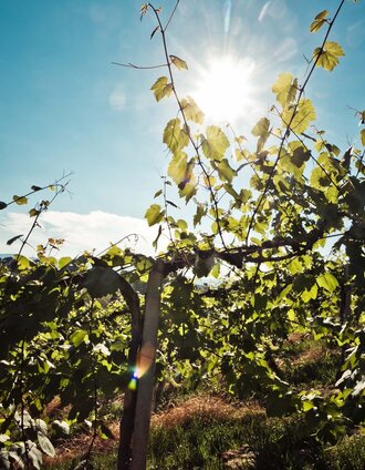 Hike through the vineyards | Lupi Spuma | © TVB/Südsteiermark/Lupi Spuma