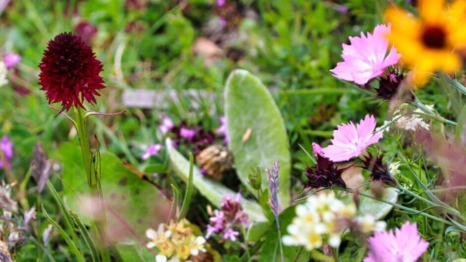Hiking route 3 Zinken - Schießeck from Pusterwald - Touren-Impression #2.3 | © Weges OG