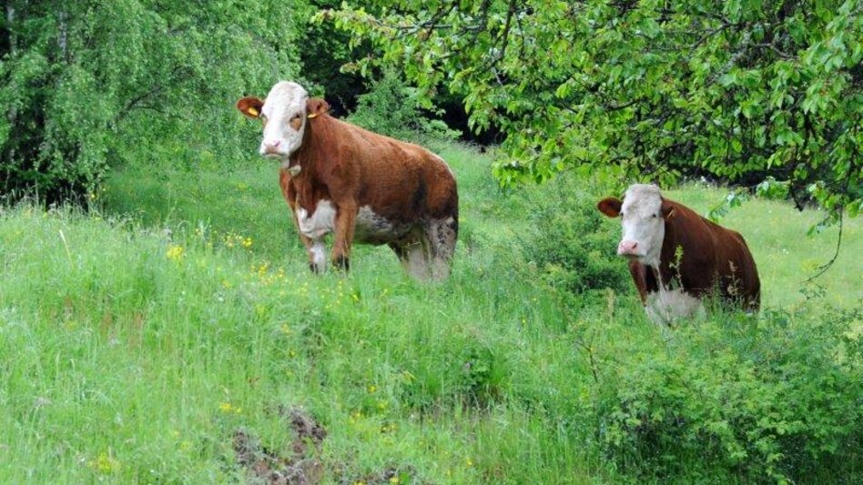 Themen- und Lehrpfad Auf den Spuren Hödlmosers - Touren-Impression #2.6 | © Erlebnisregion Murtal