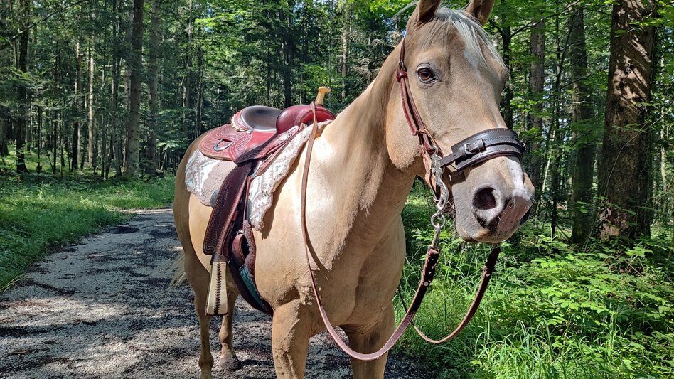 Reiten Reitweg Viehbergalm - Touren-Impression #2.1 | © Tourismusverband Ausseerland Salzkammergut