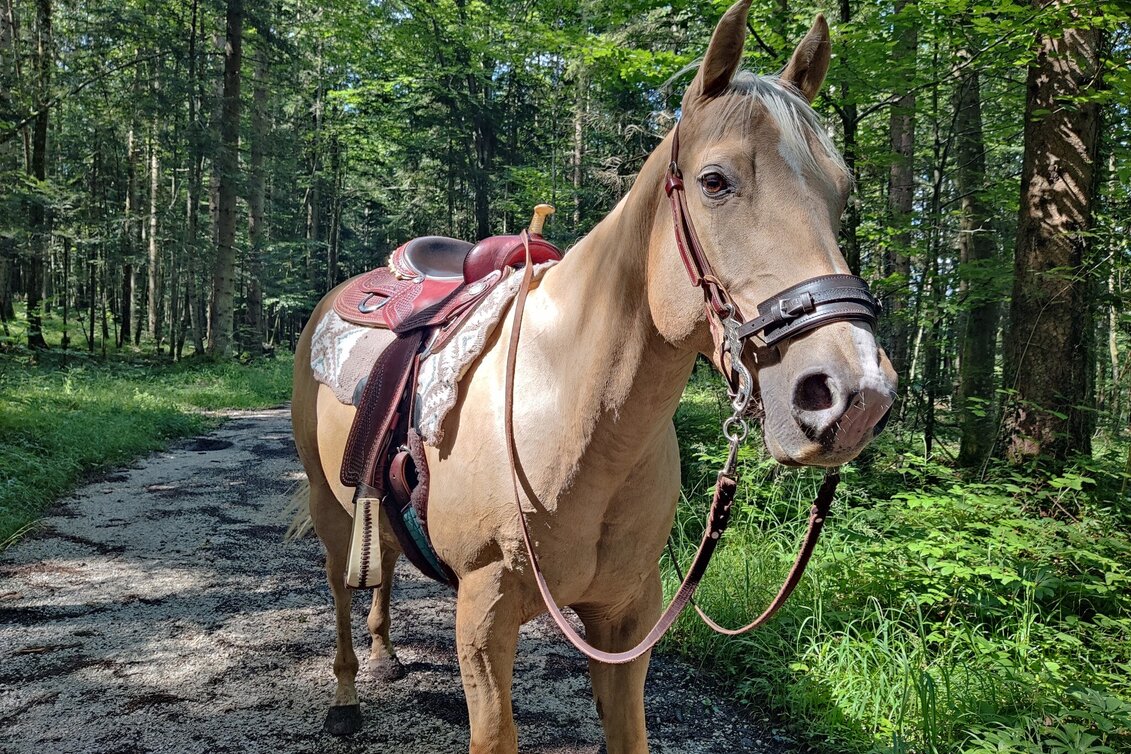Reiten Reitweg Viehbergalm - Touren-Impression #1 | © Tourismusverband Ausseerland Salzkammergut