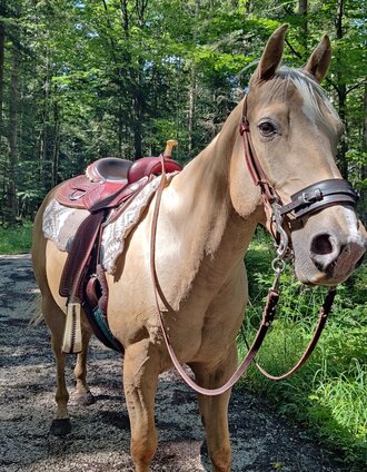 Reitwege erkunden | Michaela Schilcher | © Tourismusverband Ausseerland Salzkammergut